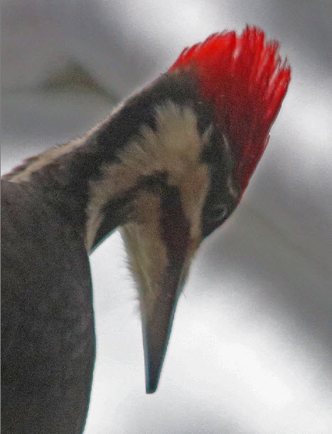 Pileated Woodpecker - ML415079221