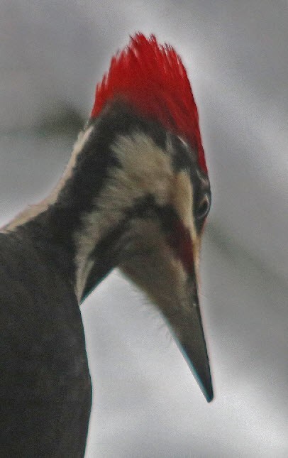 Pileated Woodpecker - ML415079281