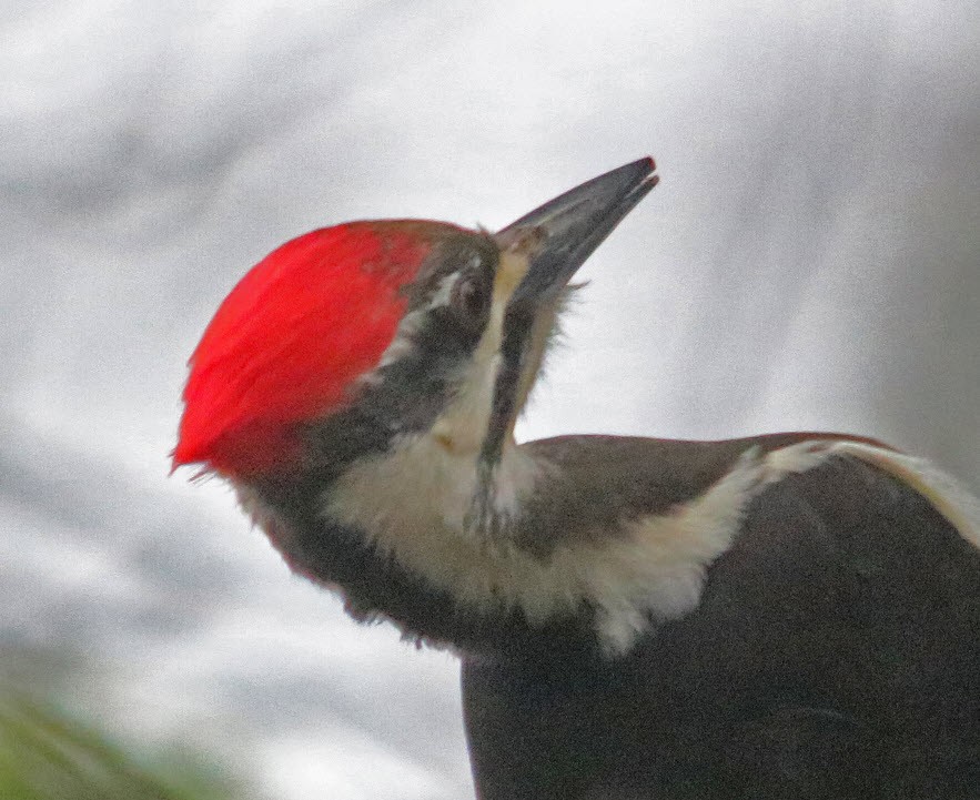 Pileated Woodpecker - ML415079341