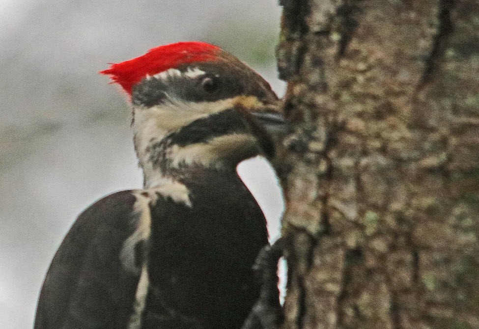 Pileated Woodpecker - ML415079351