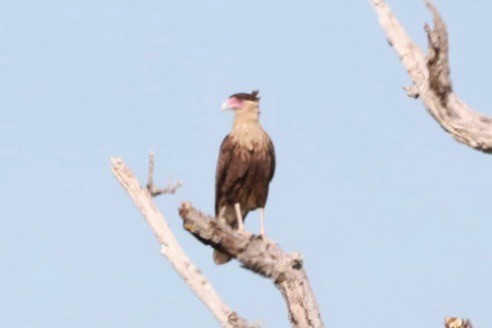 Crested Caracara - Carol Poulos