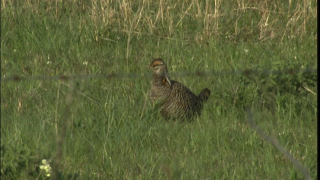 Greater Prairie-Chicken - ML415080