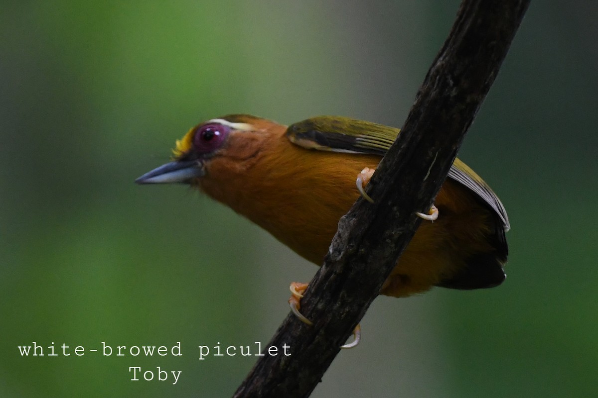 White-browed Piculet - ML415080221