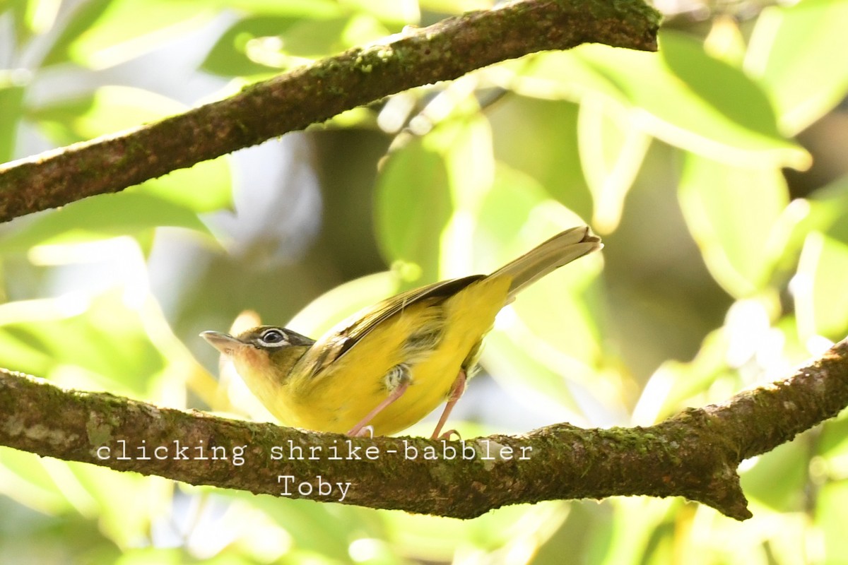 Clicking Shrike-Babbler - ML415080311