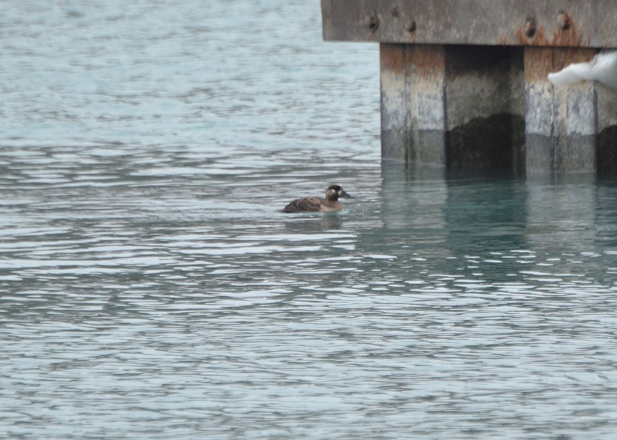 Surf Scoter - ML415080521