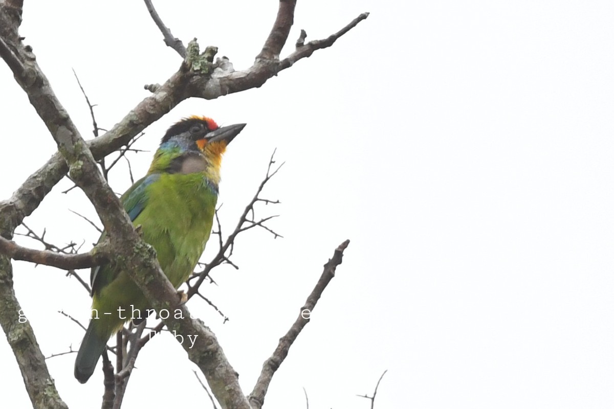 Necklaced Barbet - ML415080531