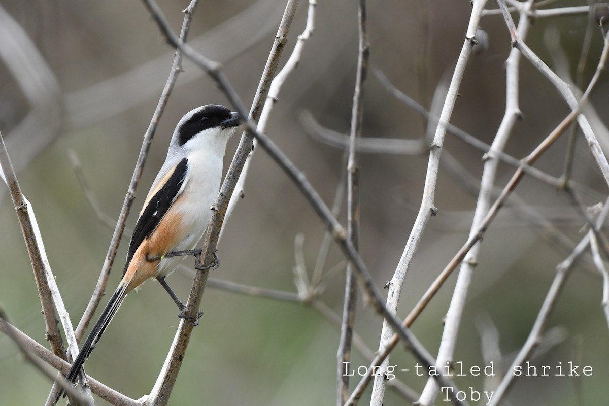 Long-tailed Shrike - ML415080841