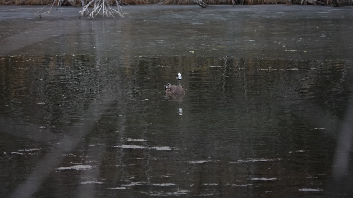 American Wigeon - ML415081091