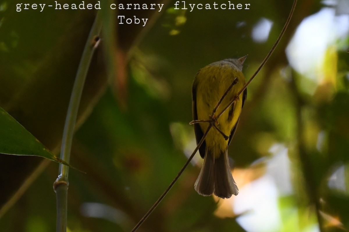 Gray-headed Canary-Flycatcher - ML415081311