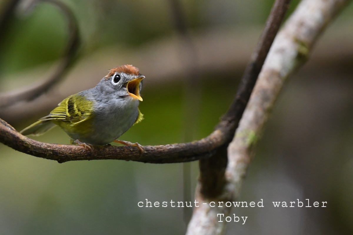 Chestnut-crowned Warbler - ML415081521