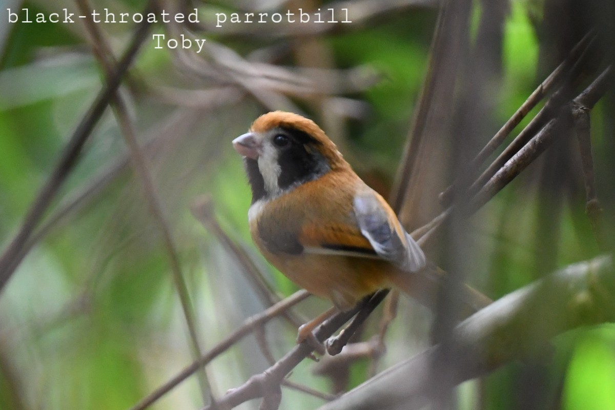 Black-throated Parrotbill - ML415081831