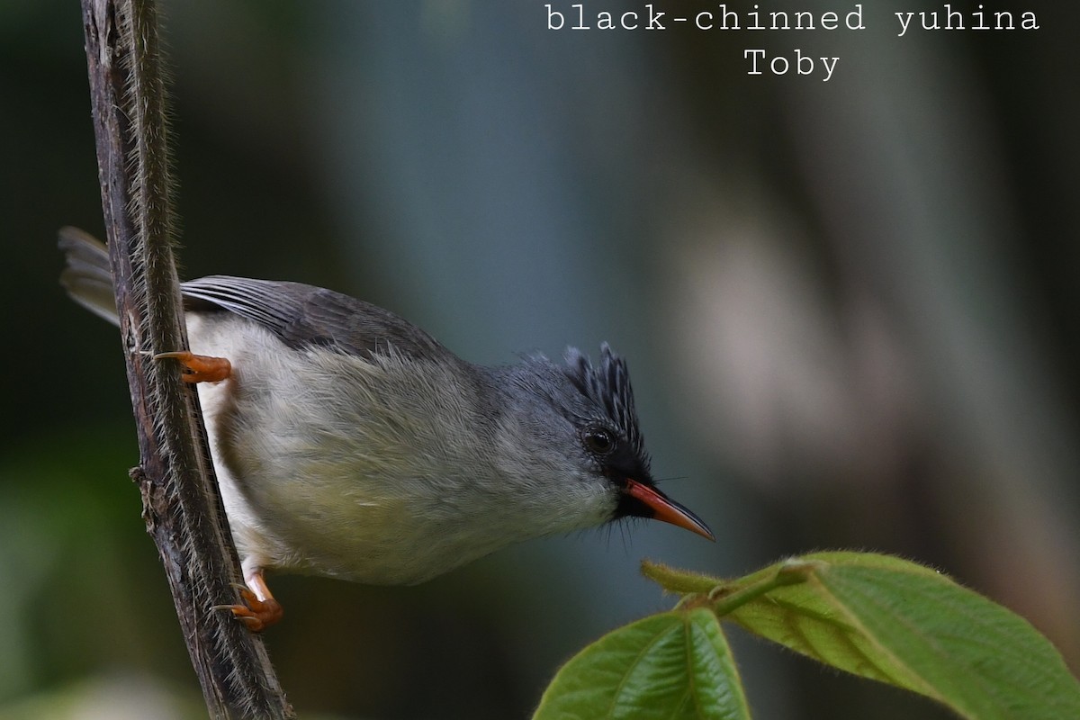 Black-chinned Yuhina - ML415082061