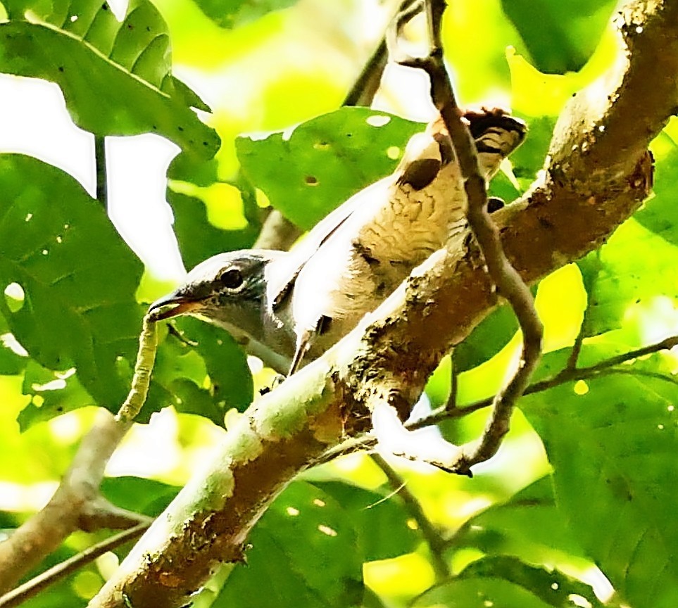 Black-winged Cuckooshrike - ML415082741