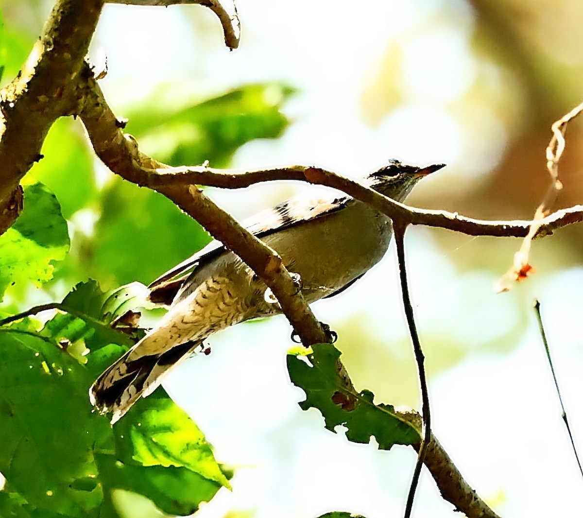 Black-winged Cuckooshrike - ML415082751