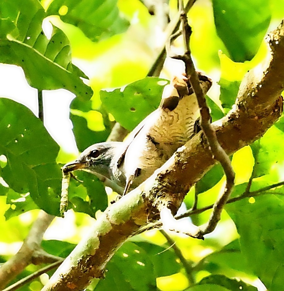 Black-winged Cuckooshrike - ML415082761