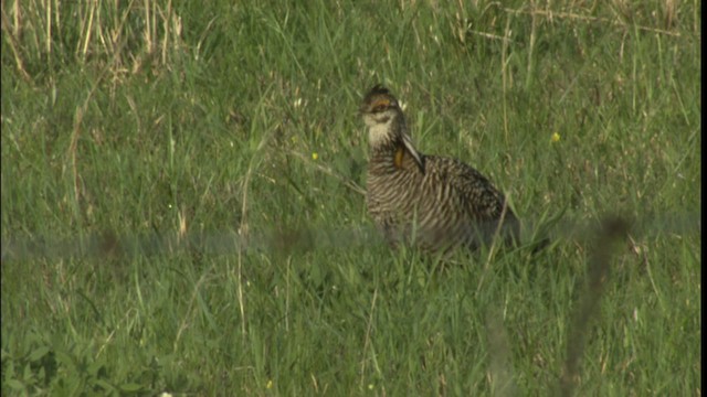 Greater Prairie-Chicken - ML415083