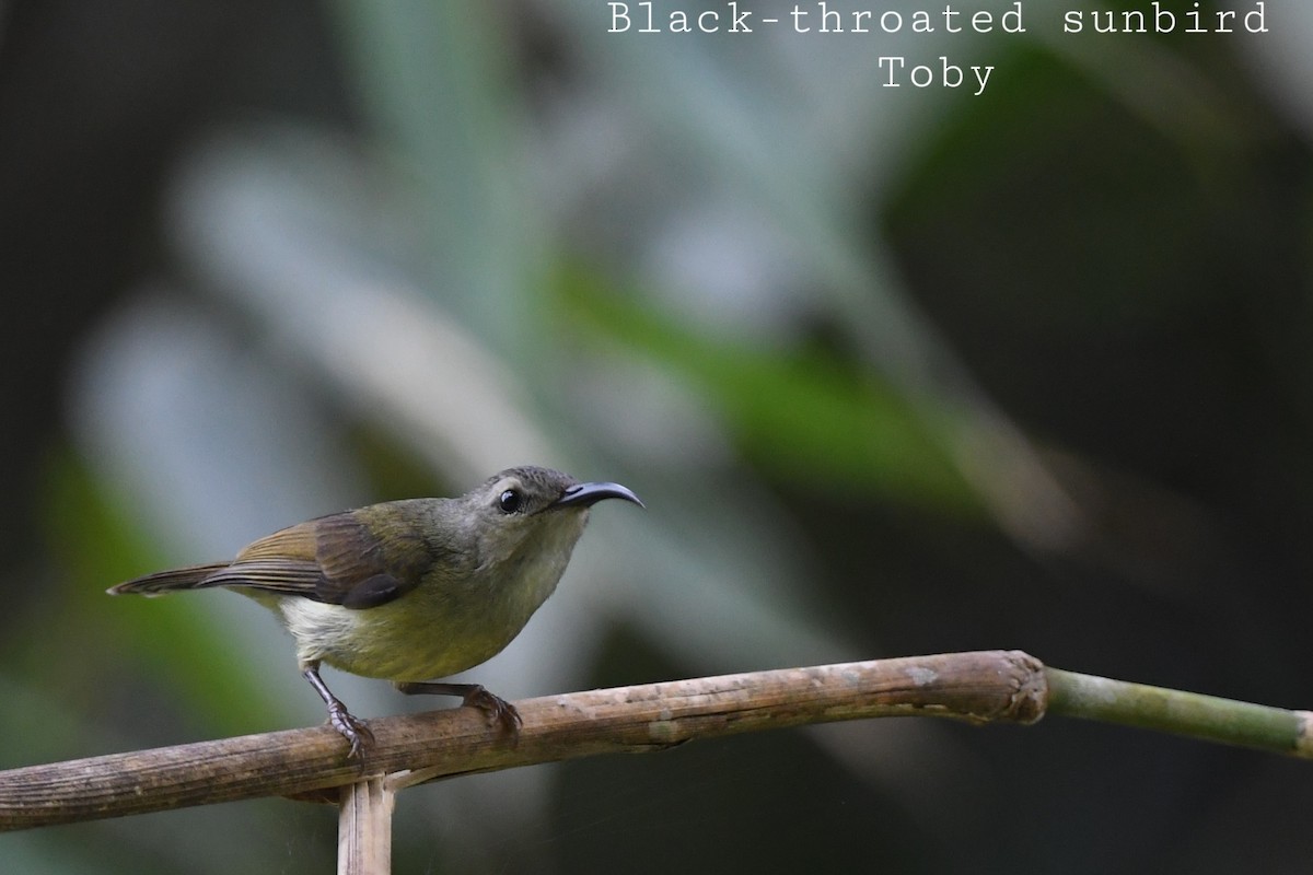 Black-throated Sunbird - ML415083171
