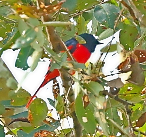 Short-billed Minivet - ML415083481
