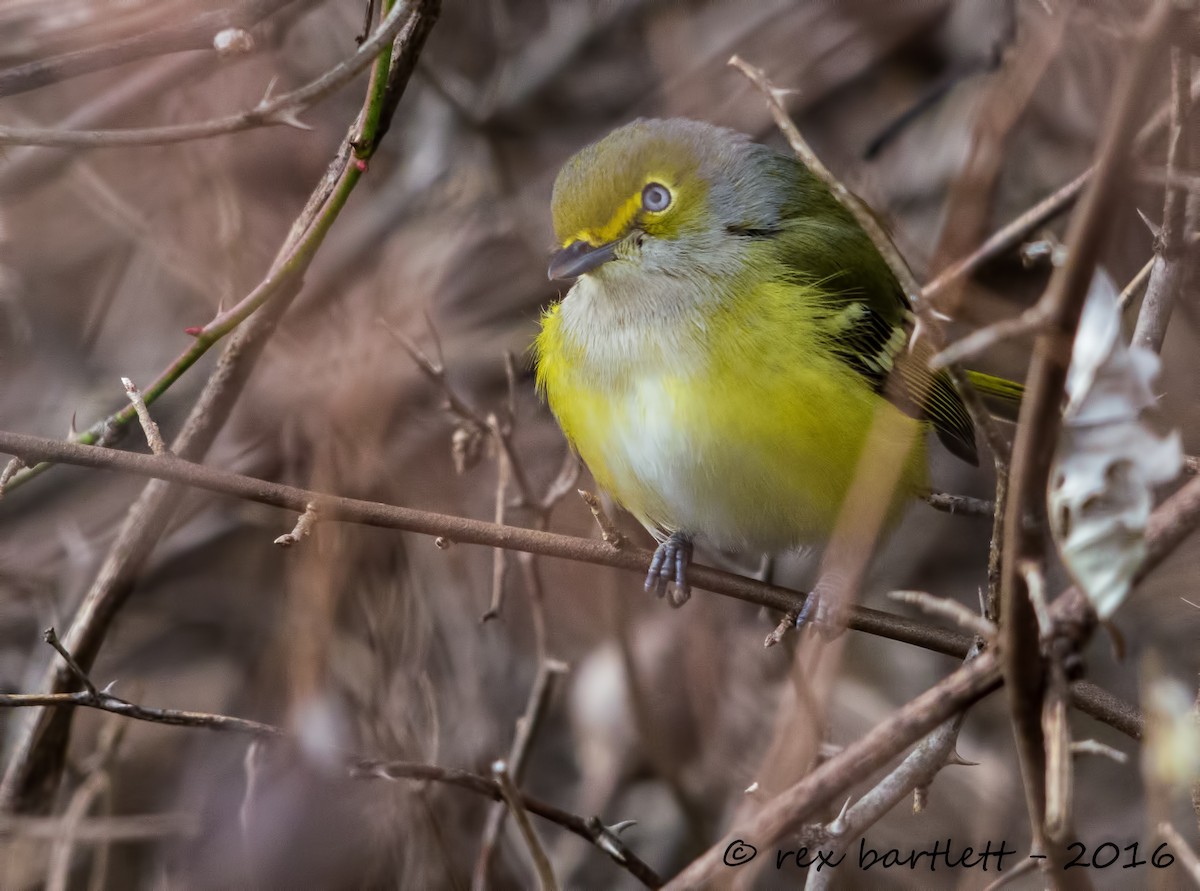 White-eyed Vireo - ML41508401