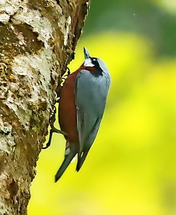 Chestnut-bellied Nuthatch - ML415084201