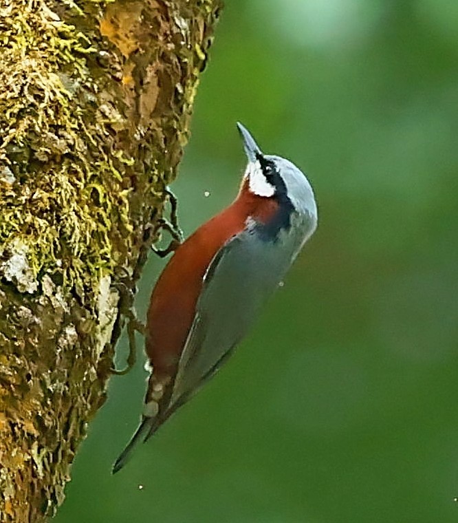 Chestnut-bellied Nuthatch - ML415084211
