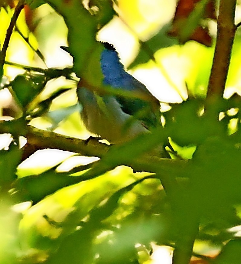 Black-naped Monarch - ML415085061