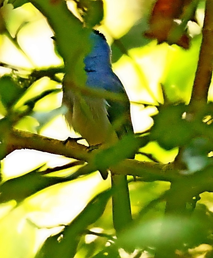 Black-naped Monarch - ML415085071