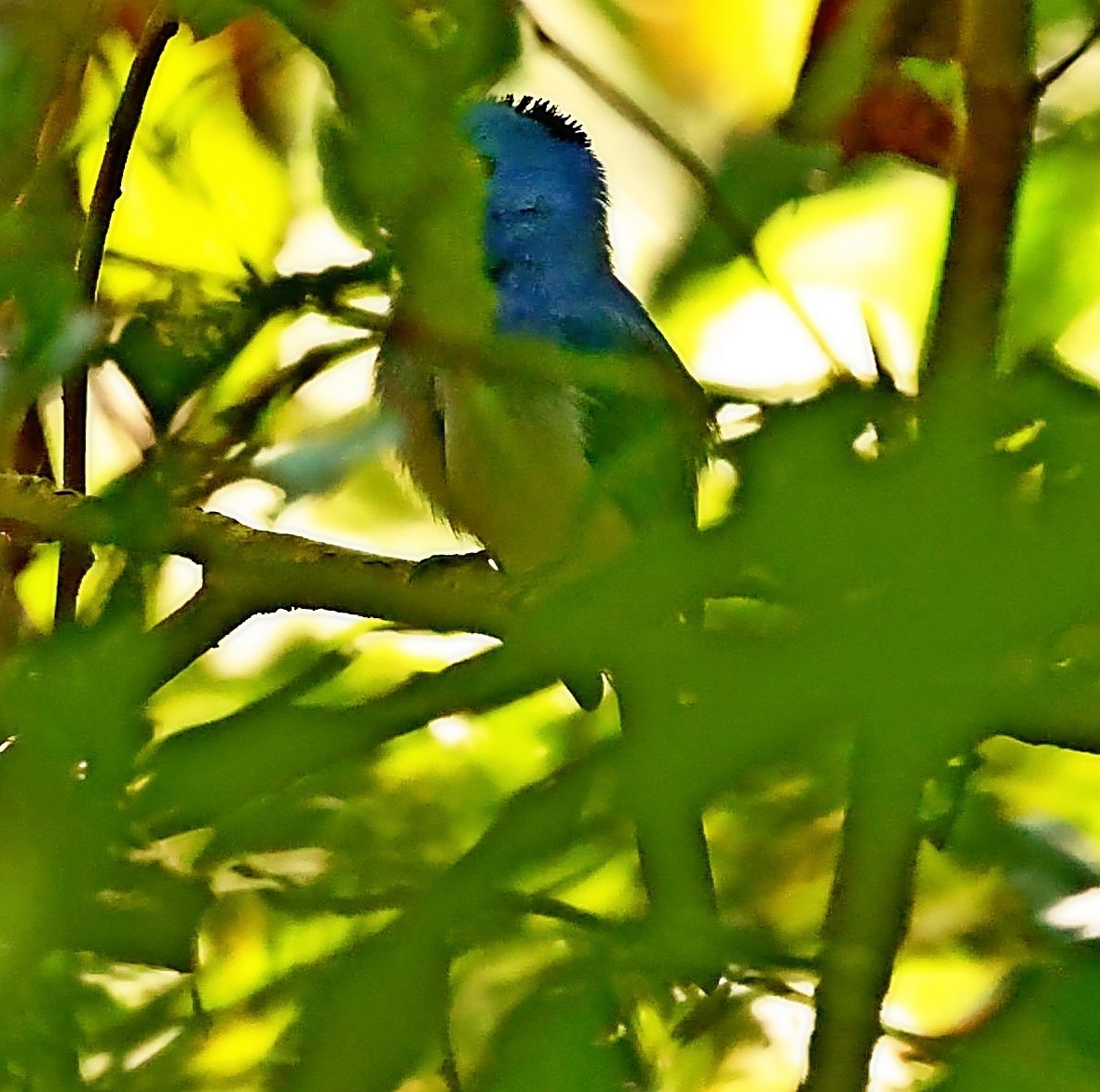 Black-naped Monarch - ML415085081