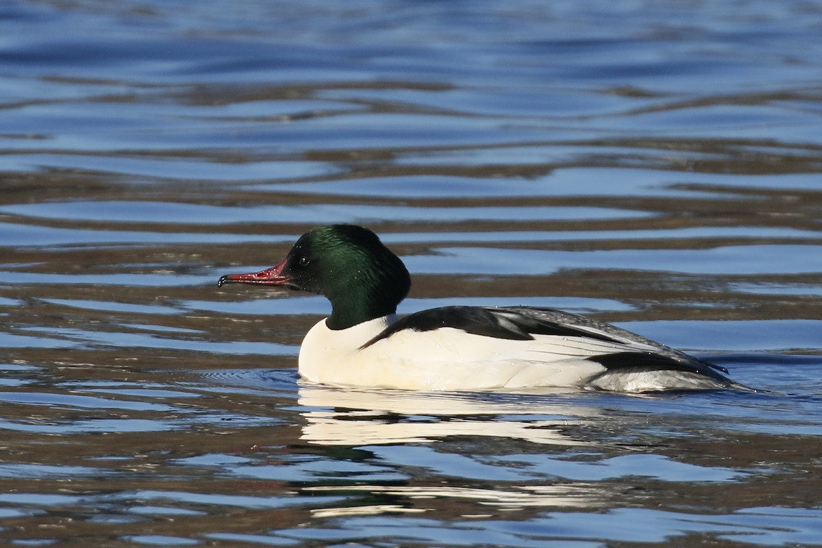 Common Merganser - Jan Andersson