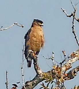 Crested Serpent-Eagle - ML415085371