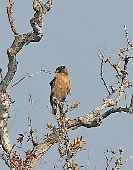 Crested Serpent-Eagle - ML415085381