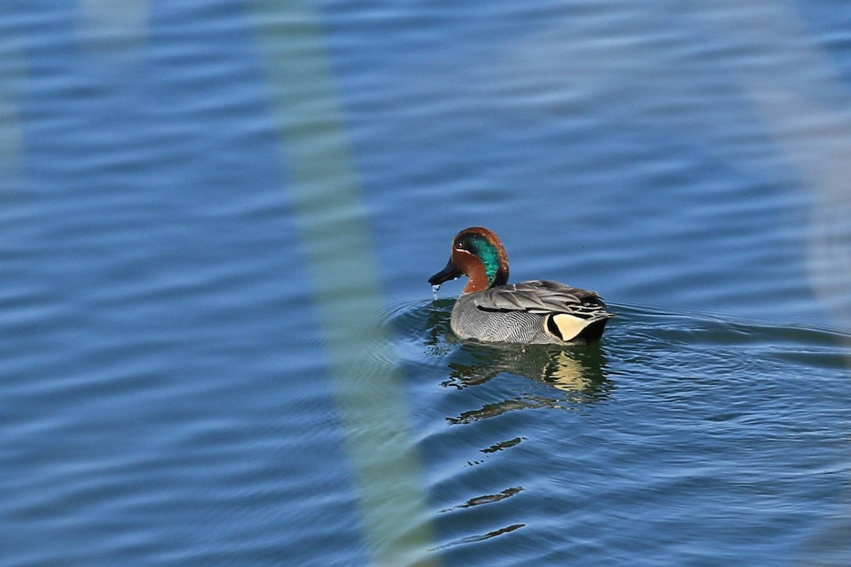 Green-winged Teal - ML415085961
