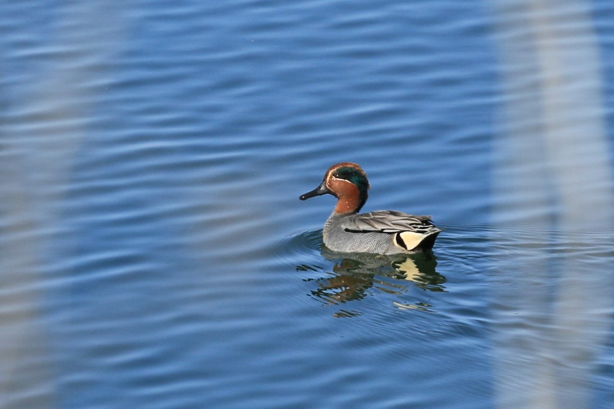 Green-winged Teal - ML415086021