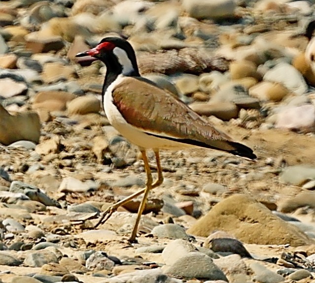 Red-wattled Lapwing - ML415086061
