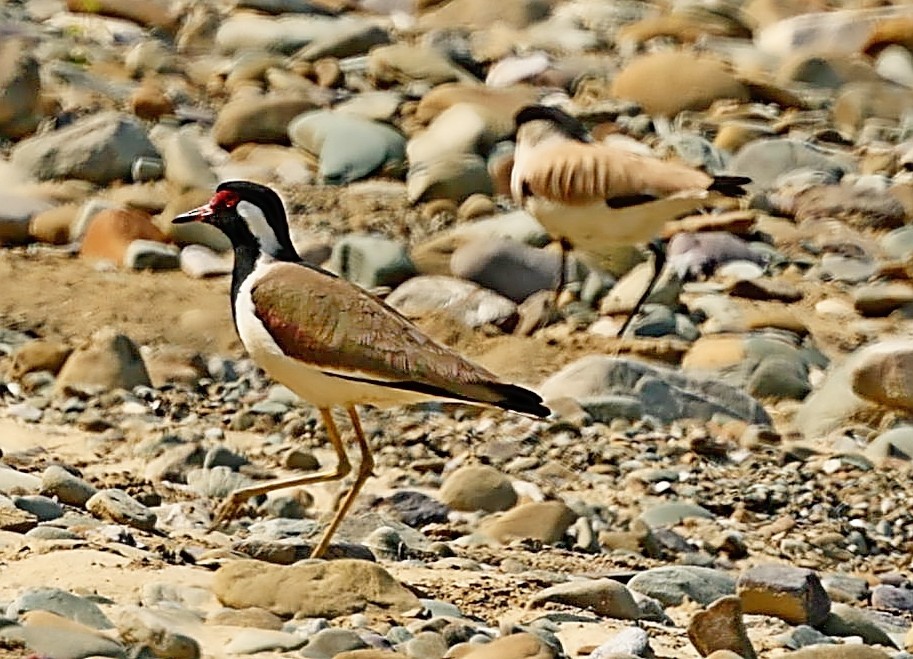 Red-wattled Lapwing - ML415086071