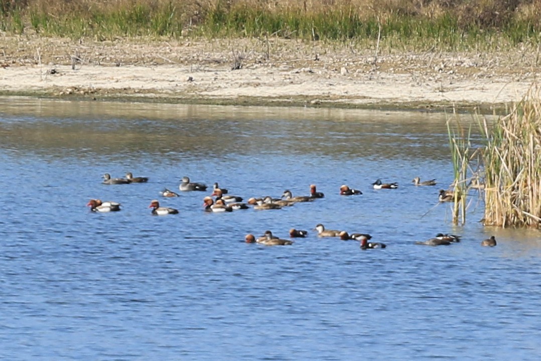 Red-crested Pochard - ML415086141