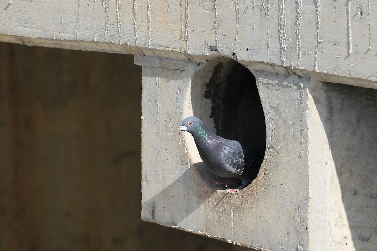 Rock Pigeon (Feral Pigeon) - ML415086221