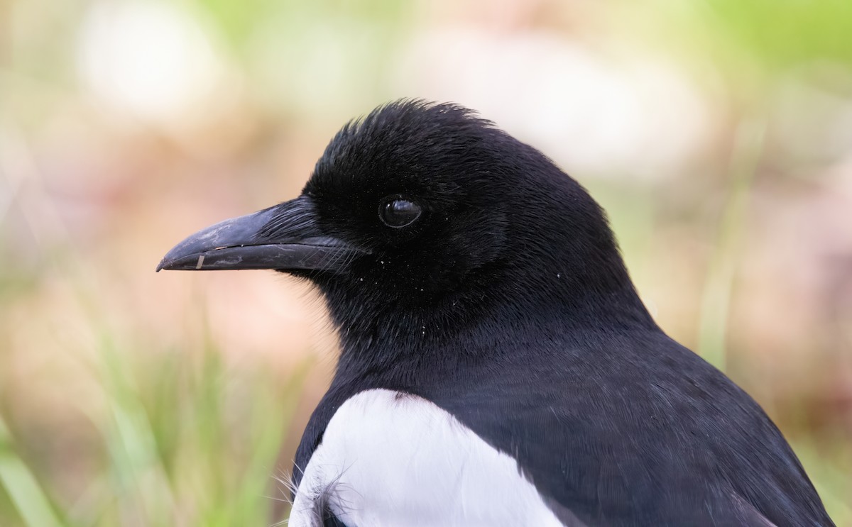 Eurasian Magpie - Alexis Lours