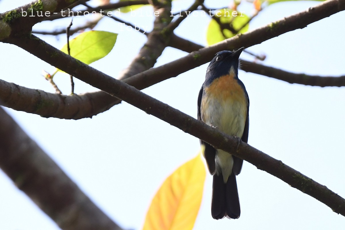 Hainan Blue Flycatcher - ML415086601