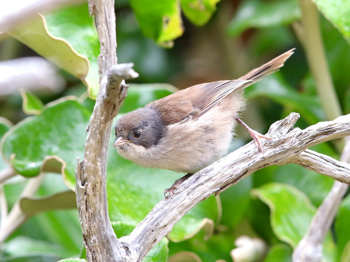Pipipi - Mohoua novaeseelandiae - Birds of the World