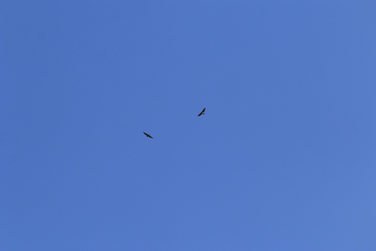 Common Buzzard - ML415086791