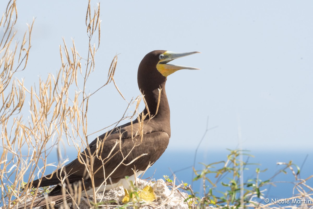 Brown Booby - ML415086921