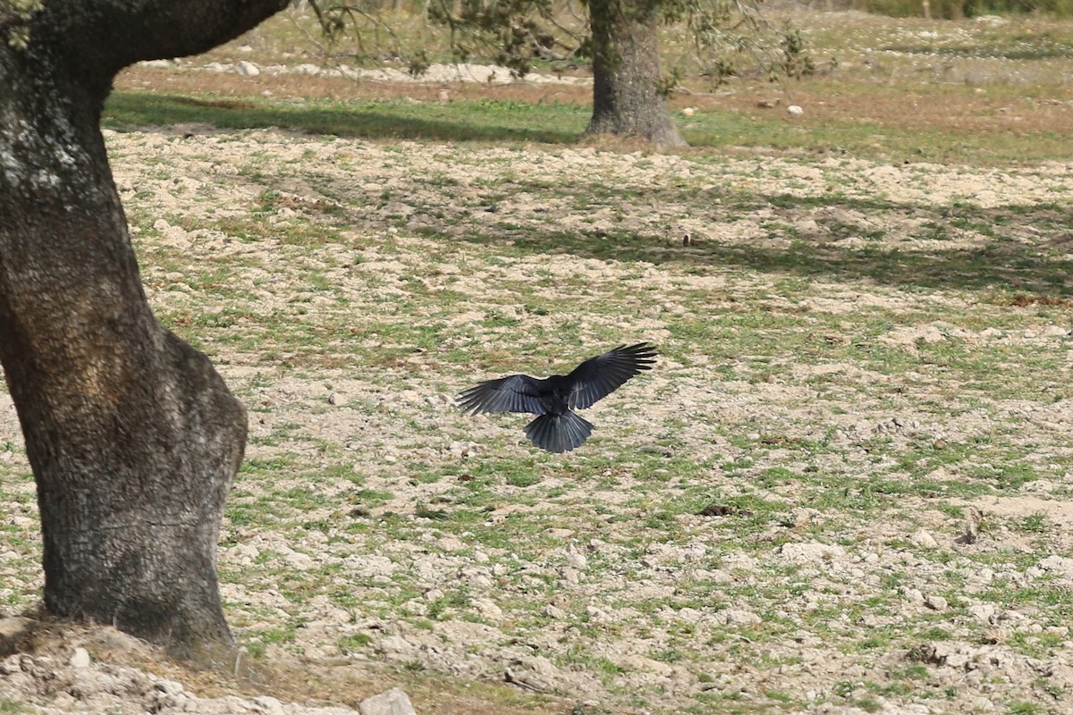 crow sp. - ML415086931