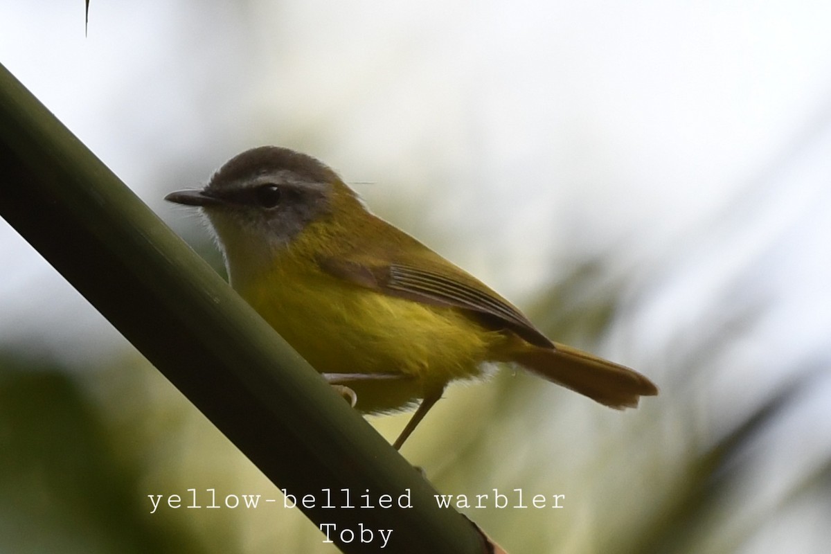 Yellow-bellied Warbler - ML415087151