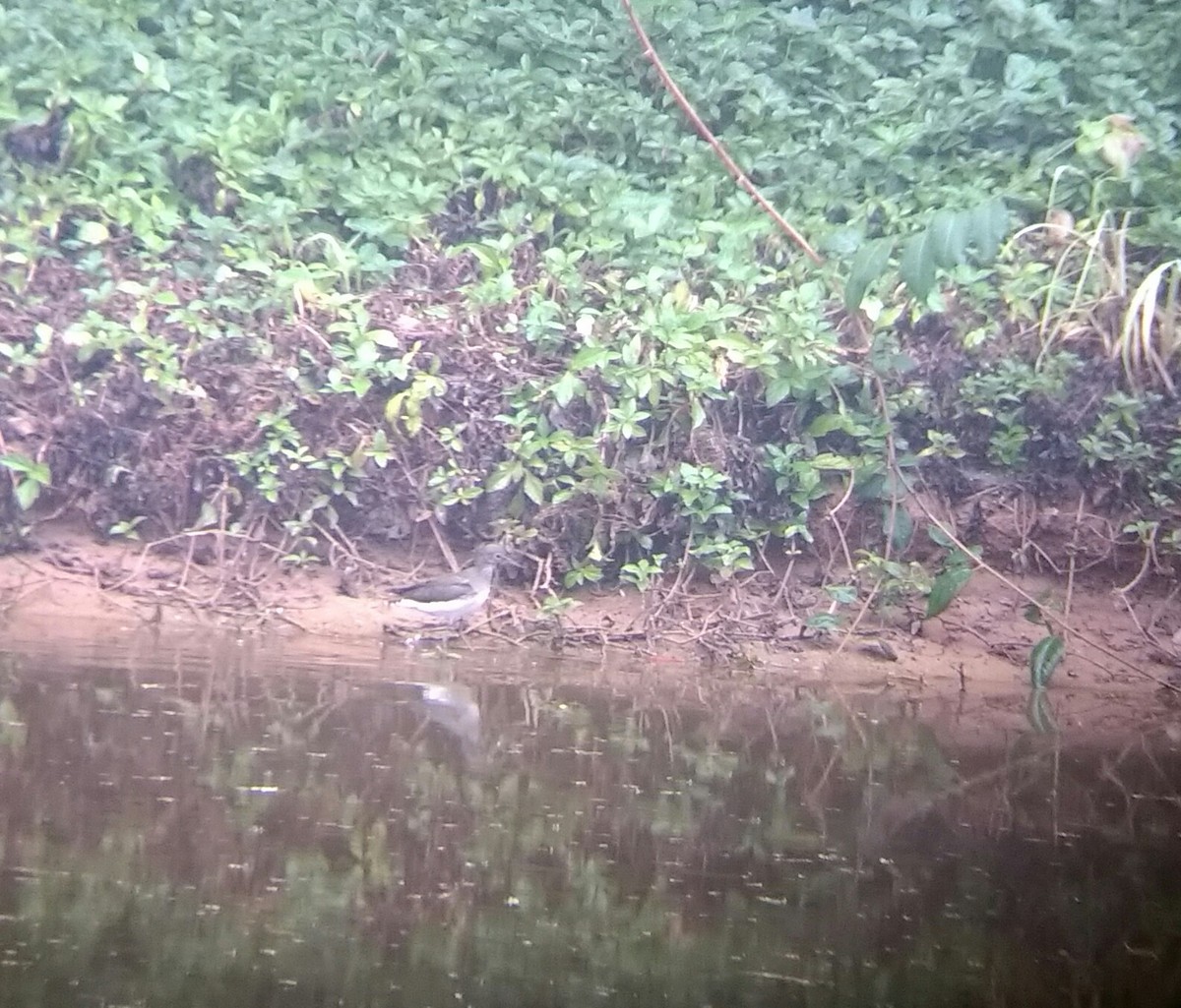 Green Sandpiper - ML41508781