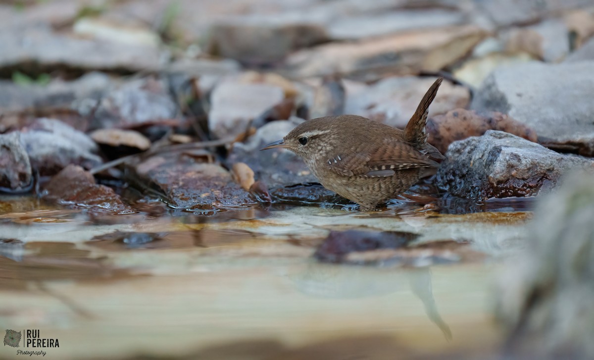 Eurasian Wren - ML415089931