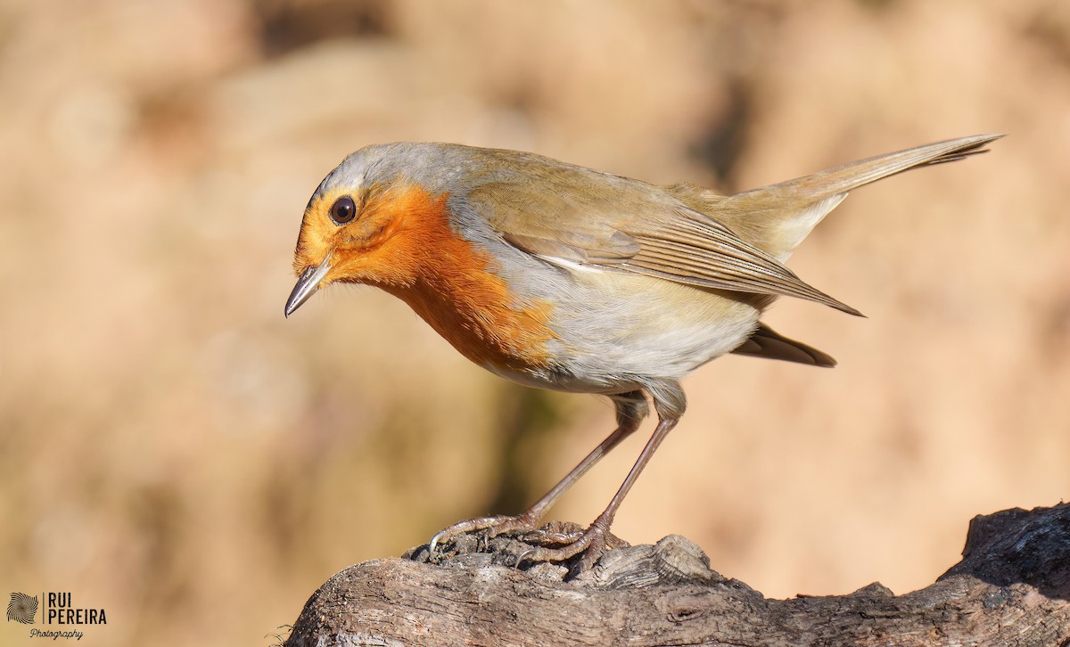 European Robin - Rui Pereira | Portugal Birding