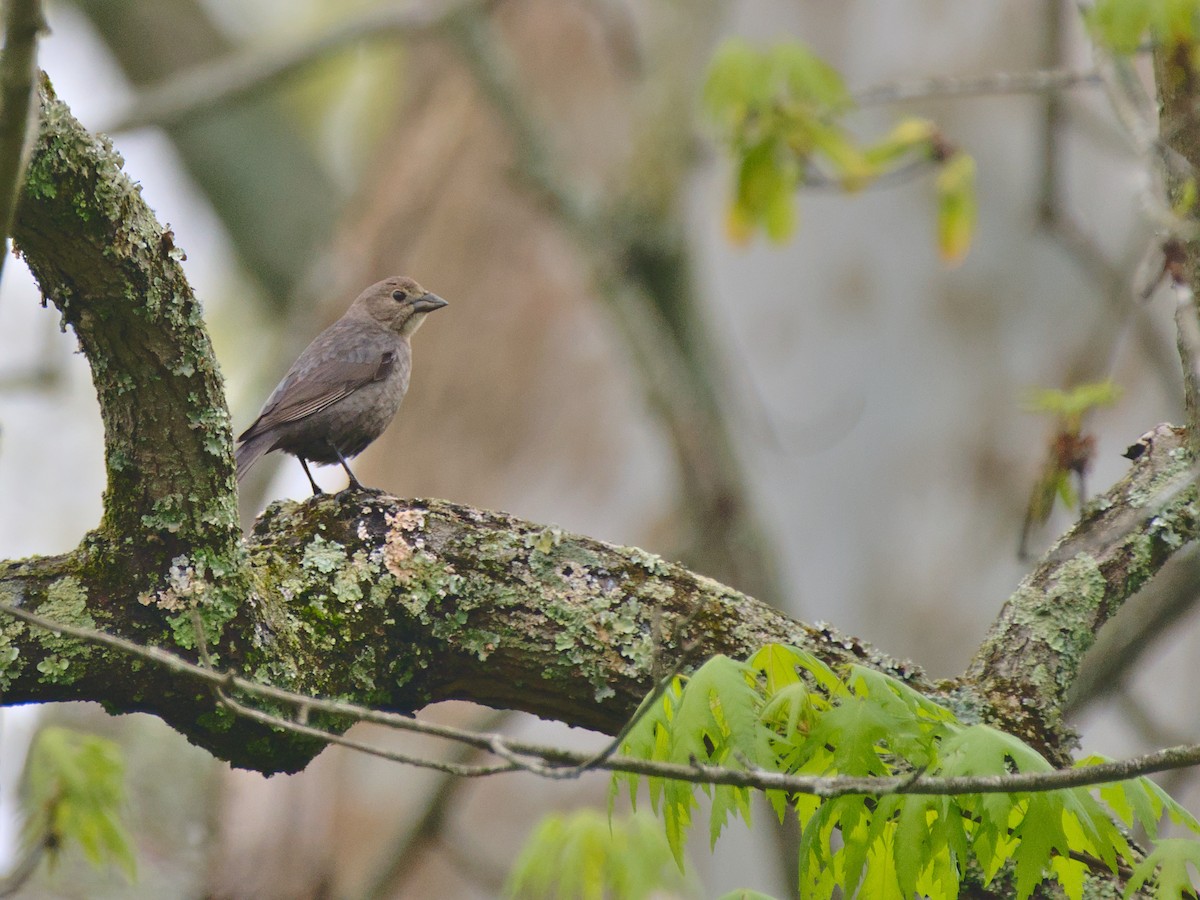 Brown-headed Cowbird - ML415090161