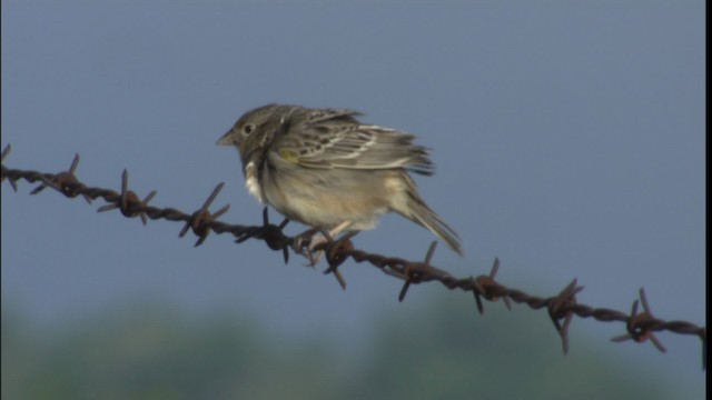 Grasshopper Sparrow - ML415091
