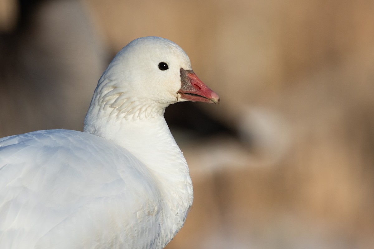 Ross's Goose - ML415091091